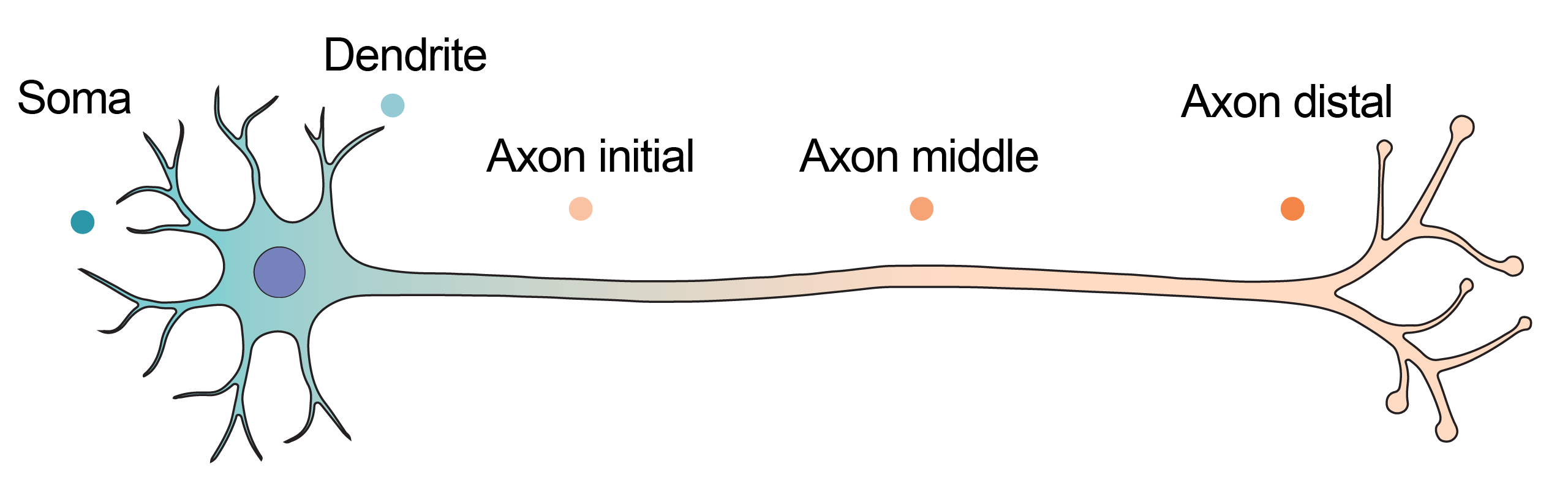 Neuron Axonal Compartment Multi-omics Atlas of Neuronal axons
